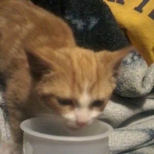 Meet your Posher, Linnea